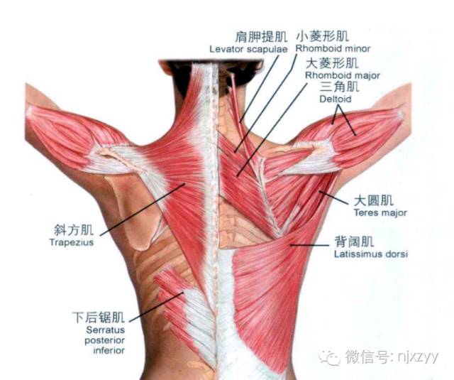 提肩胛肌下端附着于肩胛骨内上角,位于肩胛冈内上方的脊柱缘上