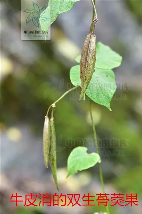 萝藦科│百草识别朱砂藤牛皮消