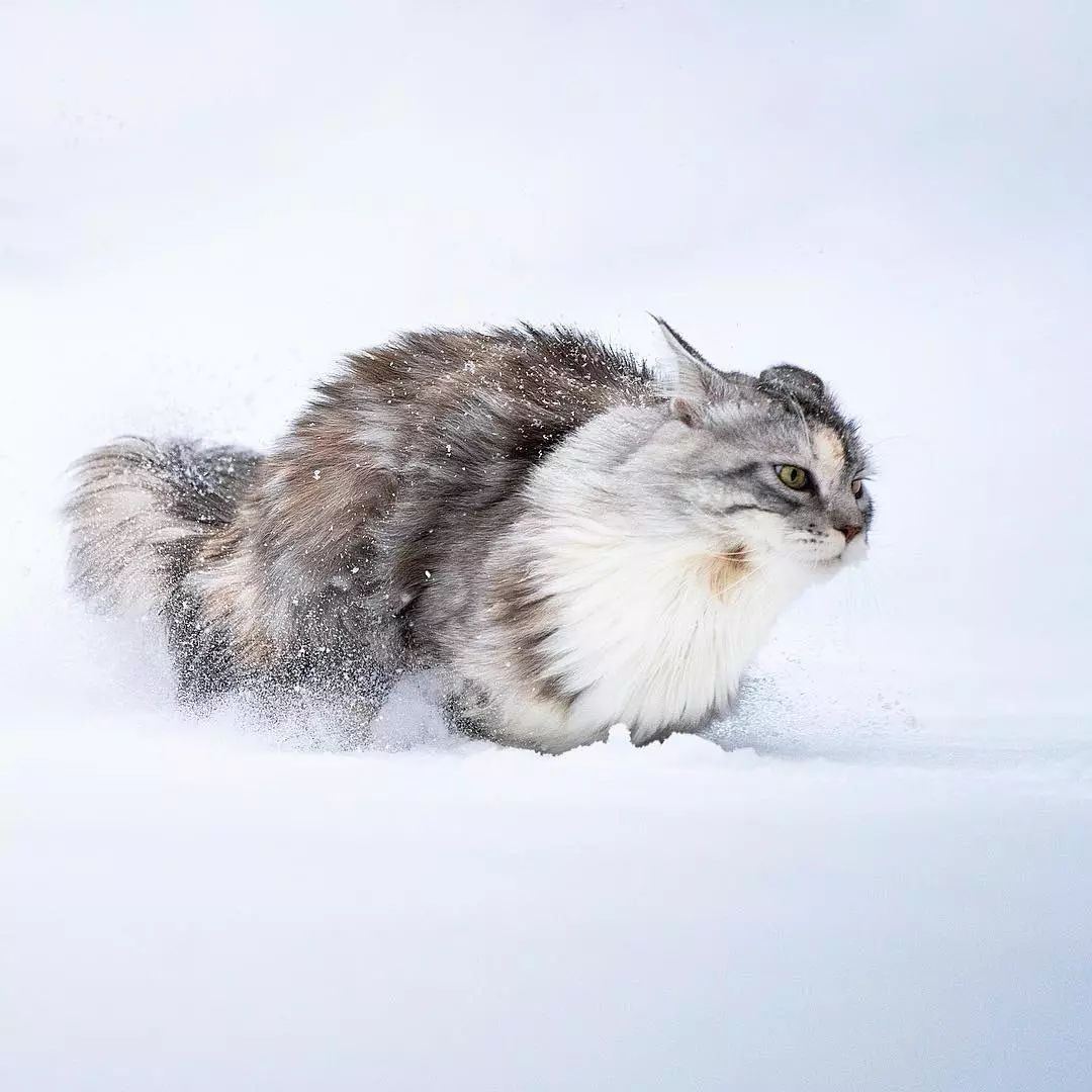 圣彼得堡冬宫的猫图片