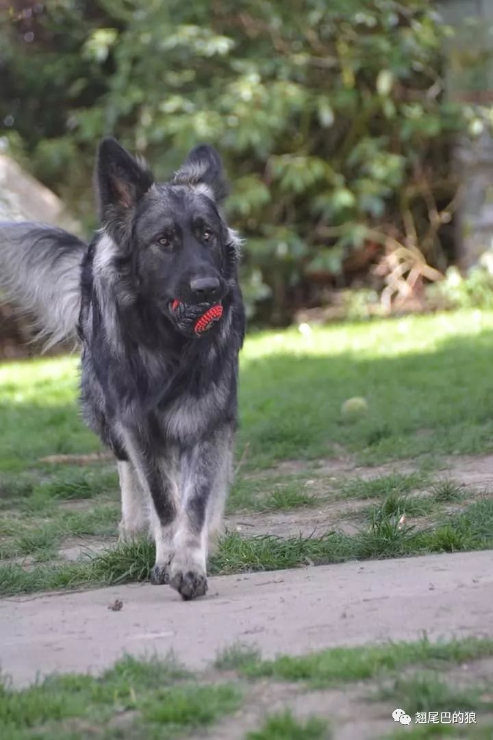 老版长毛德国牧羊犬图片