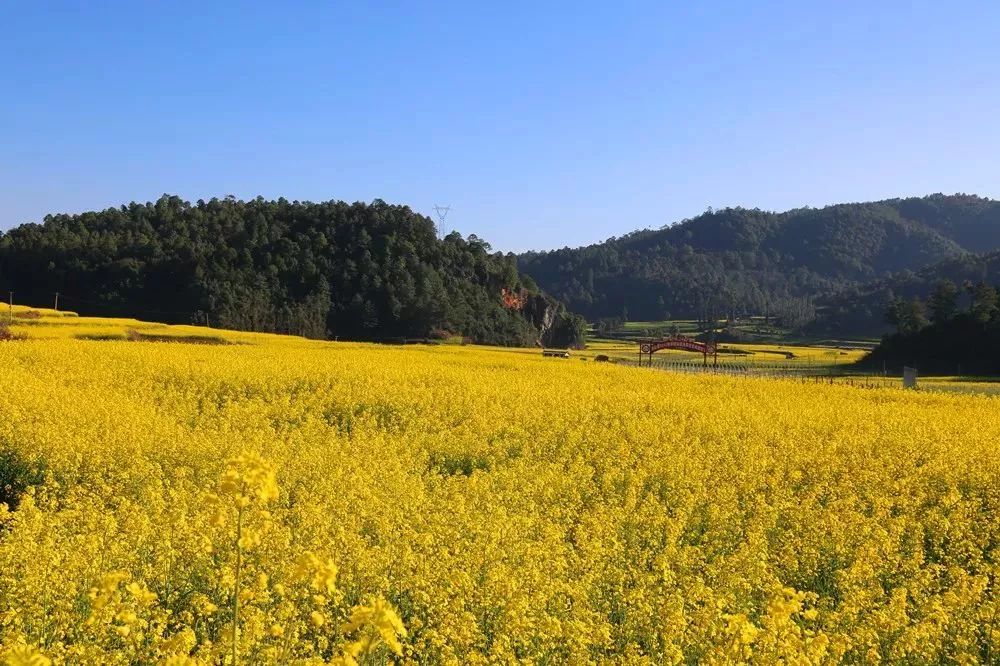 峨山县2019年油菜花暨开新街文化旅游节等你唻果咧!