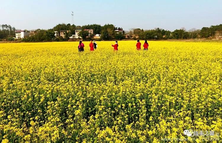 知否!信豐龍舌又見油菜花海