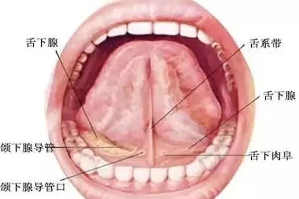 舌头图片分解图片图片