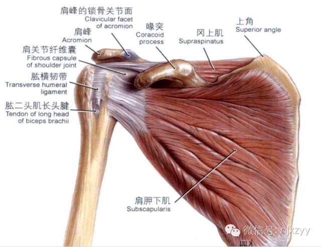 肩部压痛点检查