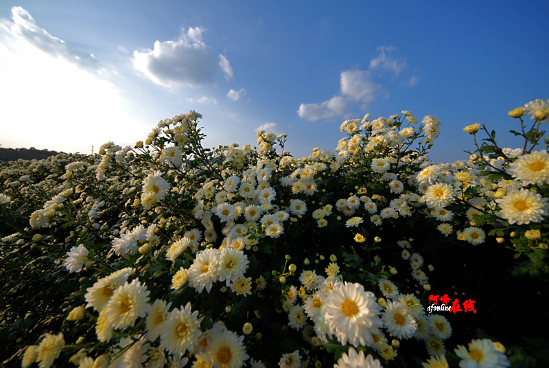 麻城福白菊图片