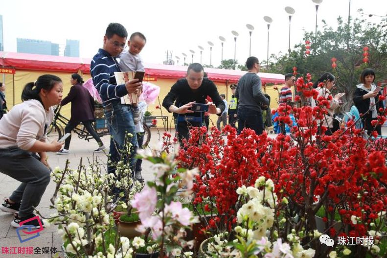 千灯湖花市开市啦,有乜好玩?