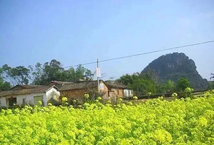 129元英德徐家莊賞杜鵑花海到千畝油菜花海拍靚照遊茶趣園