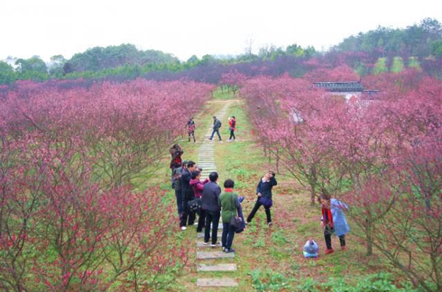 南昌这家景区梅花和钟花樱成片盛开带上年票免费赏花吧