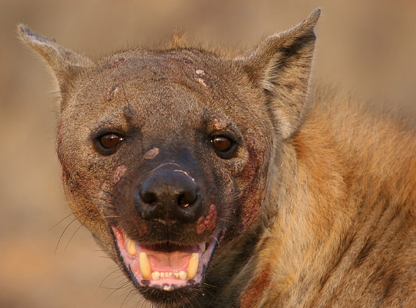 原創
            來自南方的神秘猛犬，堪比非洲掏肛獸，封喉掏腹技能專克日本狼青 未分類 第5張