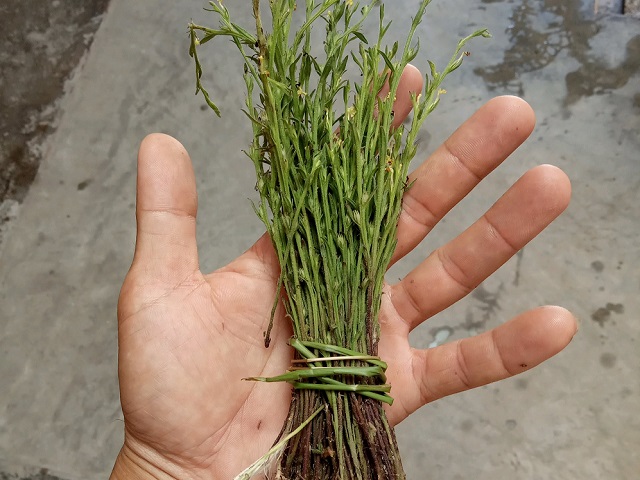 这种野草叫做独脚金,非常的珍贵稀有,一斤能卖上千元