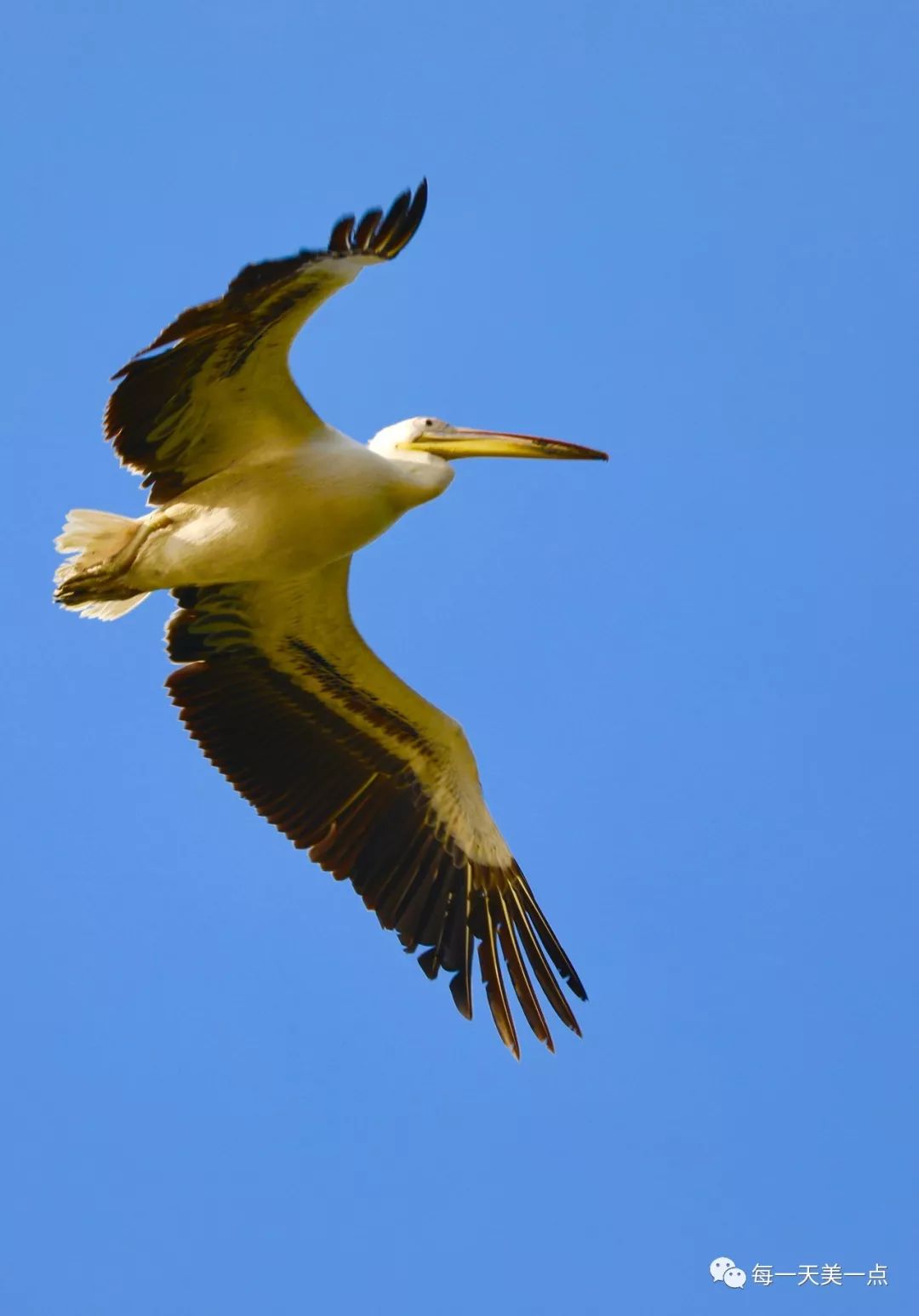 鵜鶘這鳥你讀成提壺沒錯