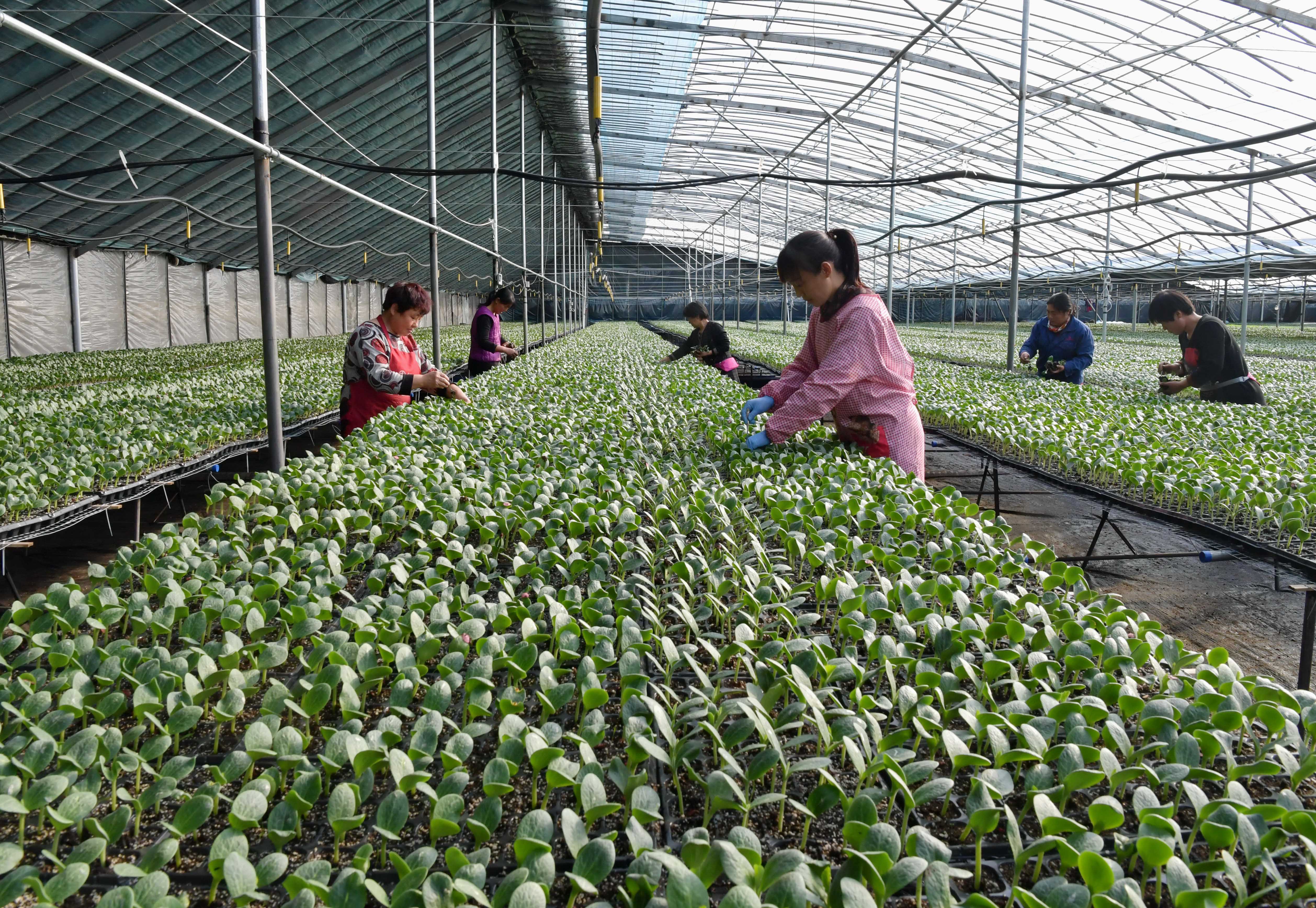 2月1日,灤州市小馬莊鎮蔬菜專業育苗基地的工人在大棚內管理待嫁接的