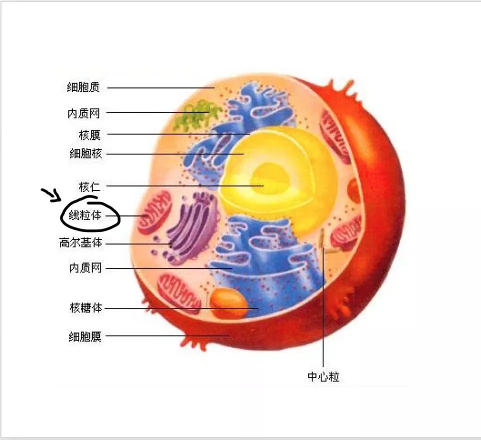 细胞里的变形金刚——线粒体