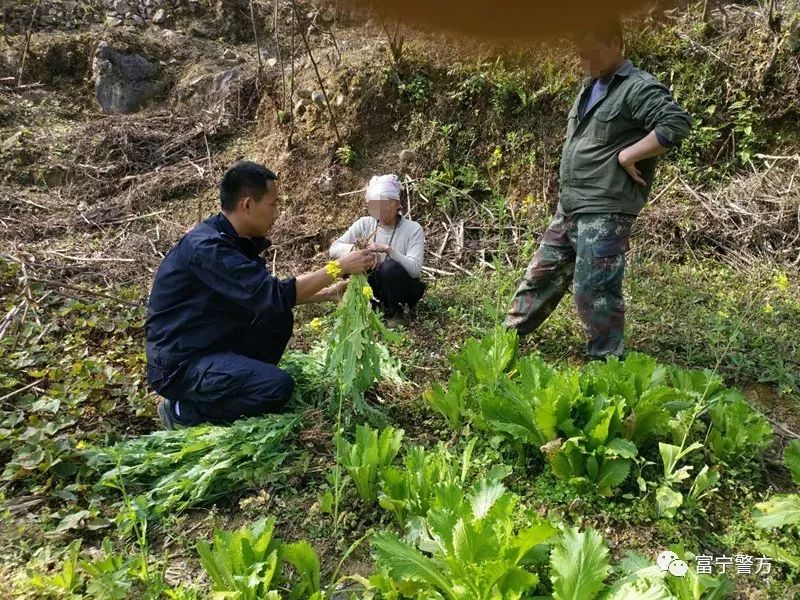 坚决严厉打击非法种植毒品原植物违法犯罪活动