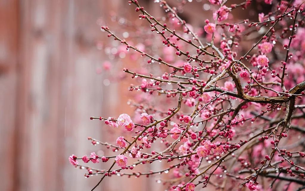 寒家歲末無多事,插枝梅花便過年_梅花數