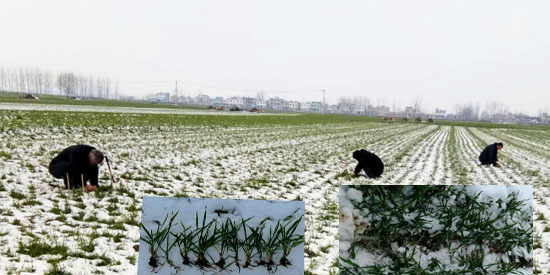 冰天雪地,灵璧县农委技术人员坚持在麦田里进行苗情监测