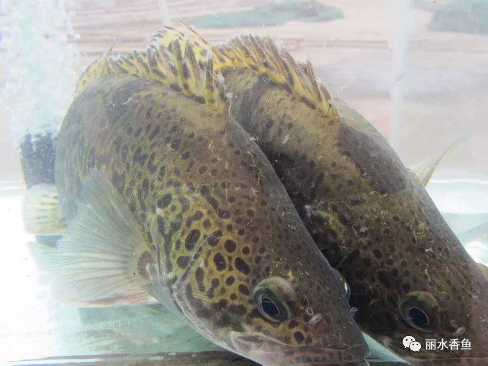 斑鳜(siniperca scherzeri),俗称桂花鱼,老虎鱼,圆桶鳜