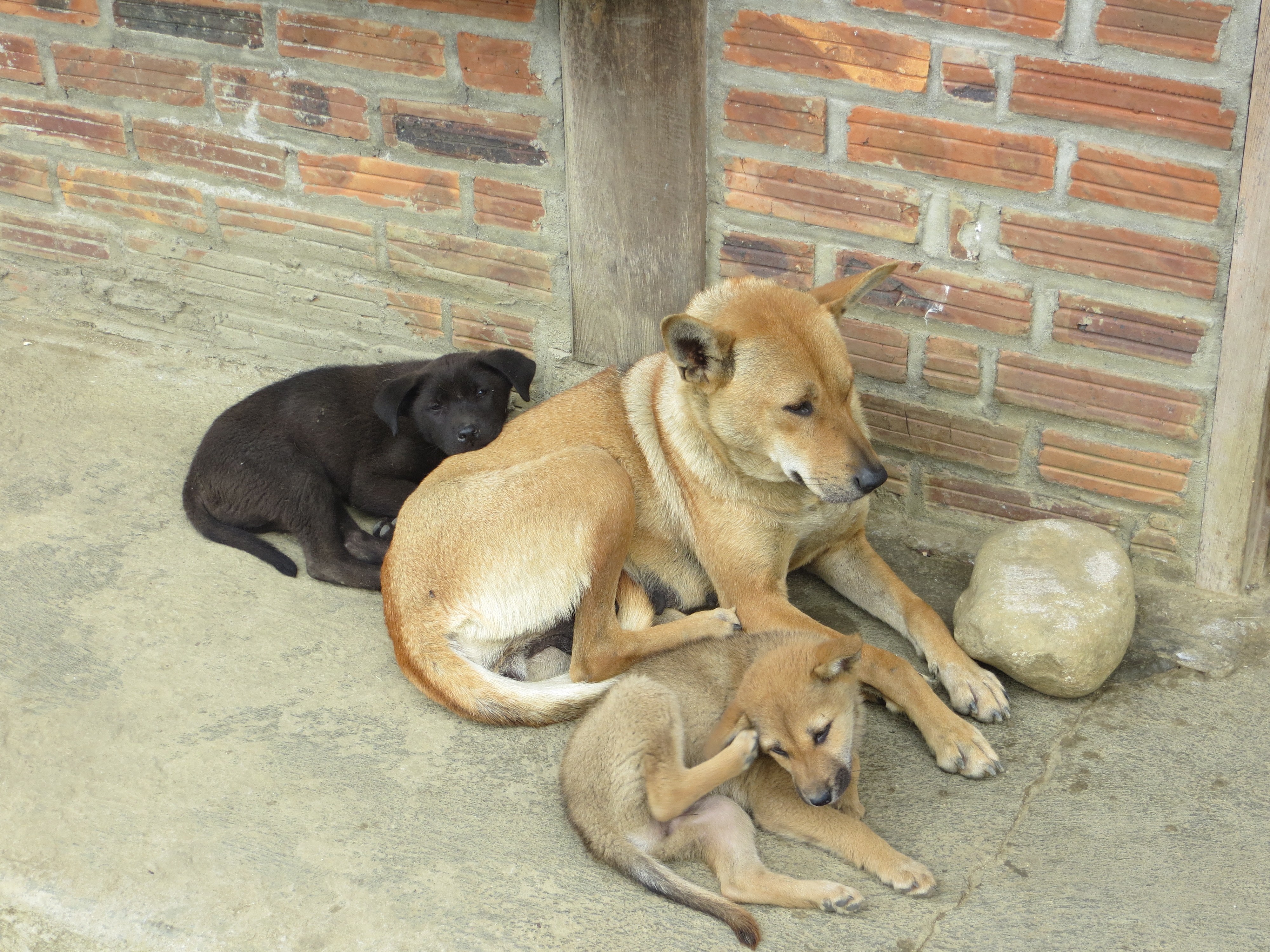 原創
            來自南方的神秘猛犬，堪比非洲掏肛獸，封喉掏腹技能專克日本狼青 寵物 第3張