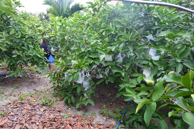 万宁莲雾种植基地图片