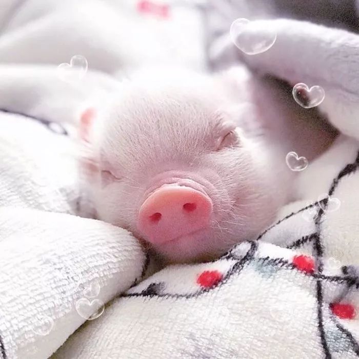 宠物猪头像可爱 微信图片