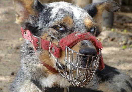 原創
            來自南方的神秘猛犬，堪比非洲掏肛獸，封喉掏腹技能專克日本狼青 寵物 第1張