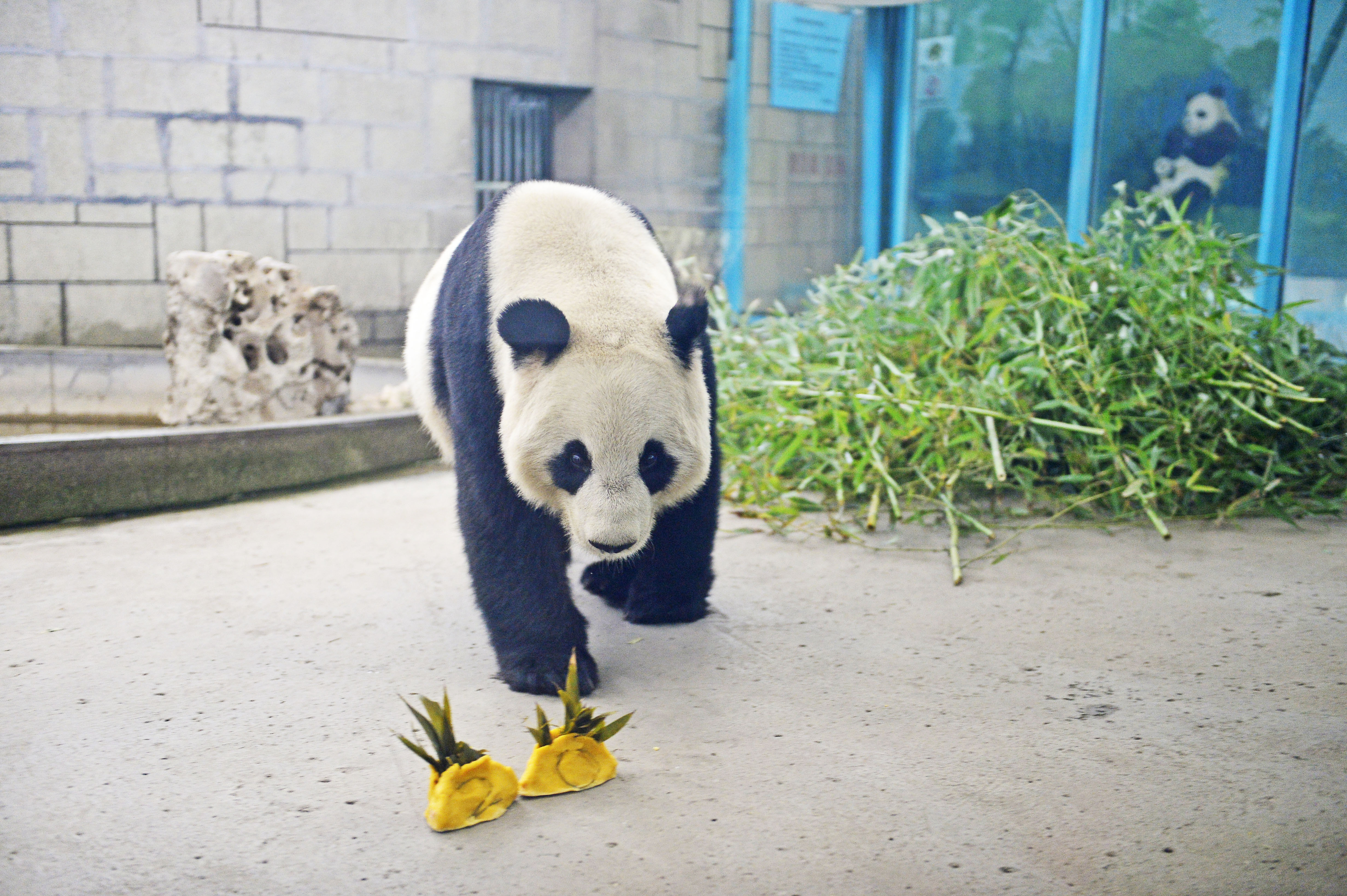 2月2日,天津動物園的大熊貓準備吃