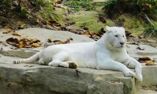 春節福利諸仙洞動物園門票6折優惠還有機會免費遊玩