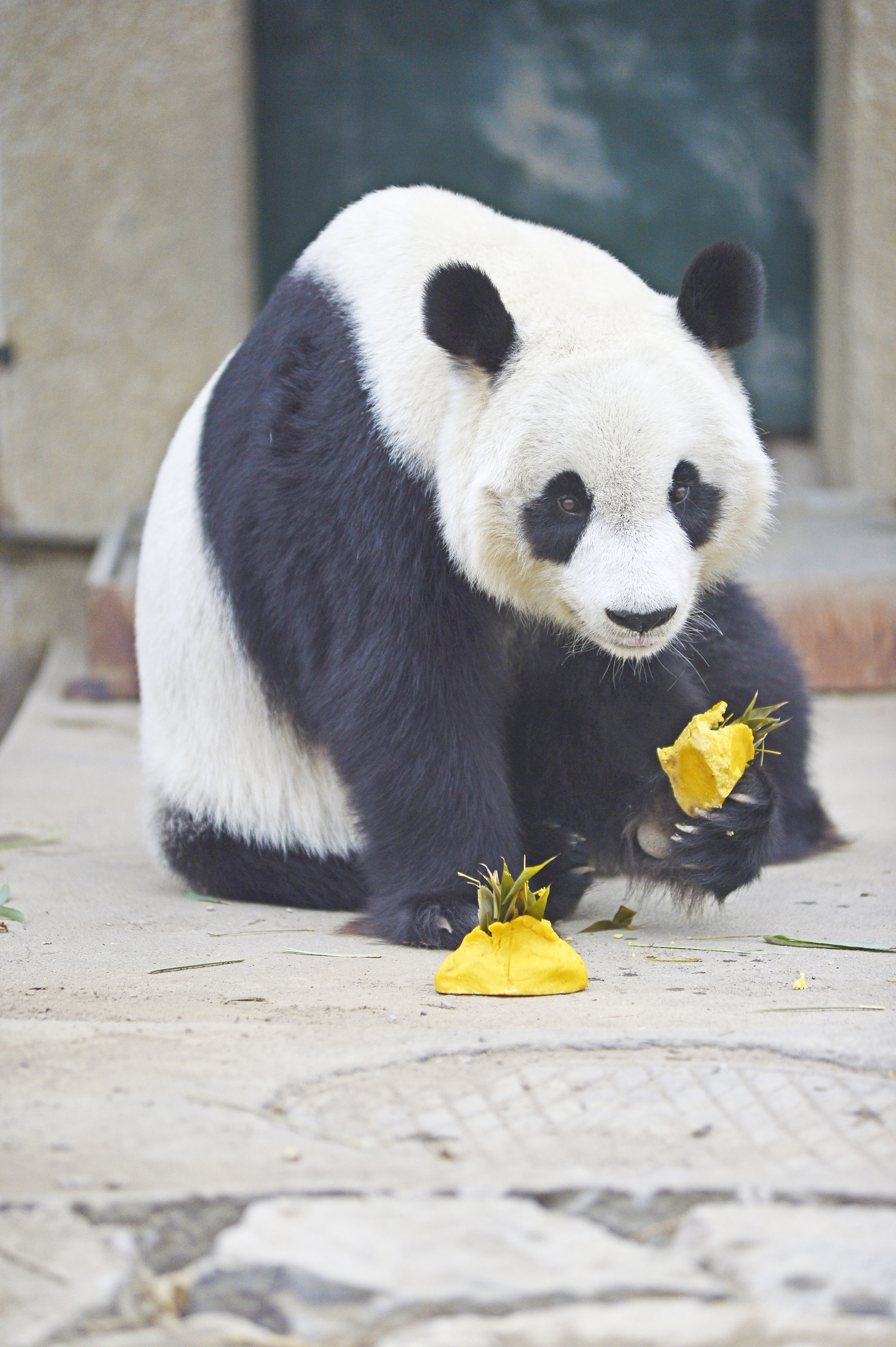 2月2日,天津動物園的大熊貓在吃