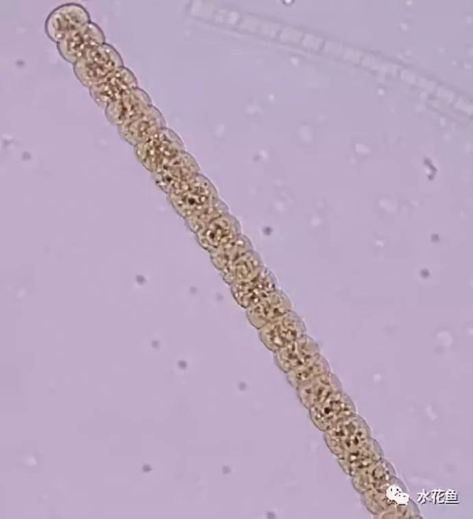 36微囊藻屬銅綠微囊藻microcystis aerugionsa銅綠微囊藻microcystis