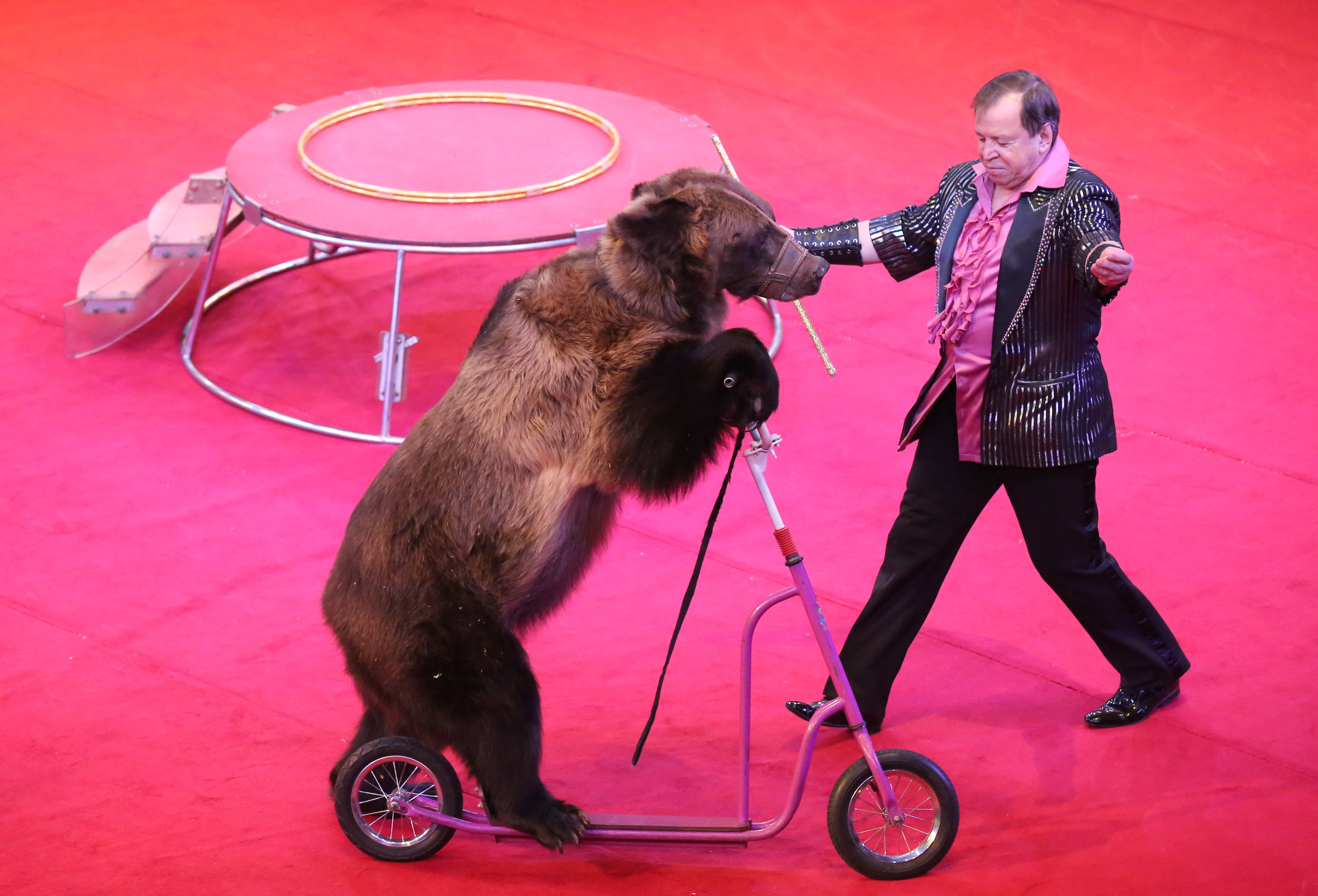 2月1日,在白俄罗斯首都明斯克,白俄罗斯国家马戏团的动物演员在彩排中