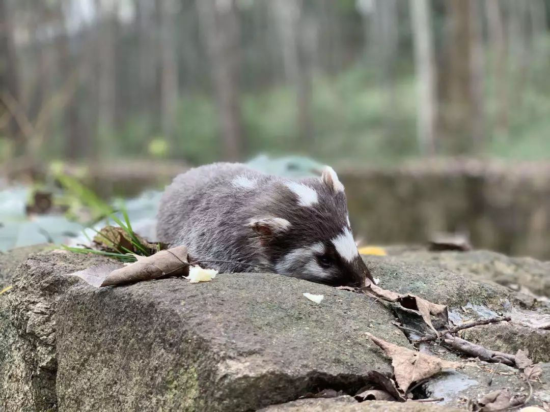 狸貓豬獾鼬獾傻傻分不清別急來植物園一探究竟