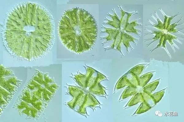 浮游植物大小图片