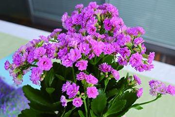 长寿花紫色大花品种图片