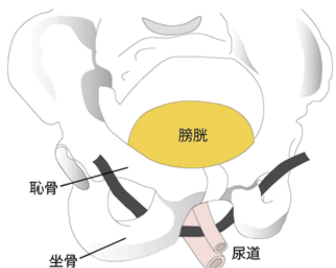 尿道中段悬吊术图解图片