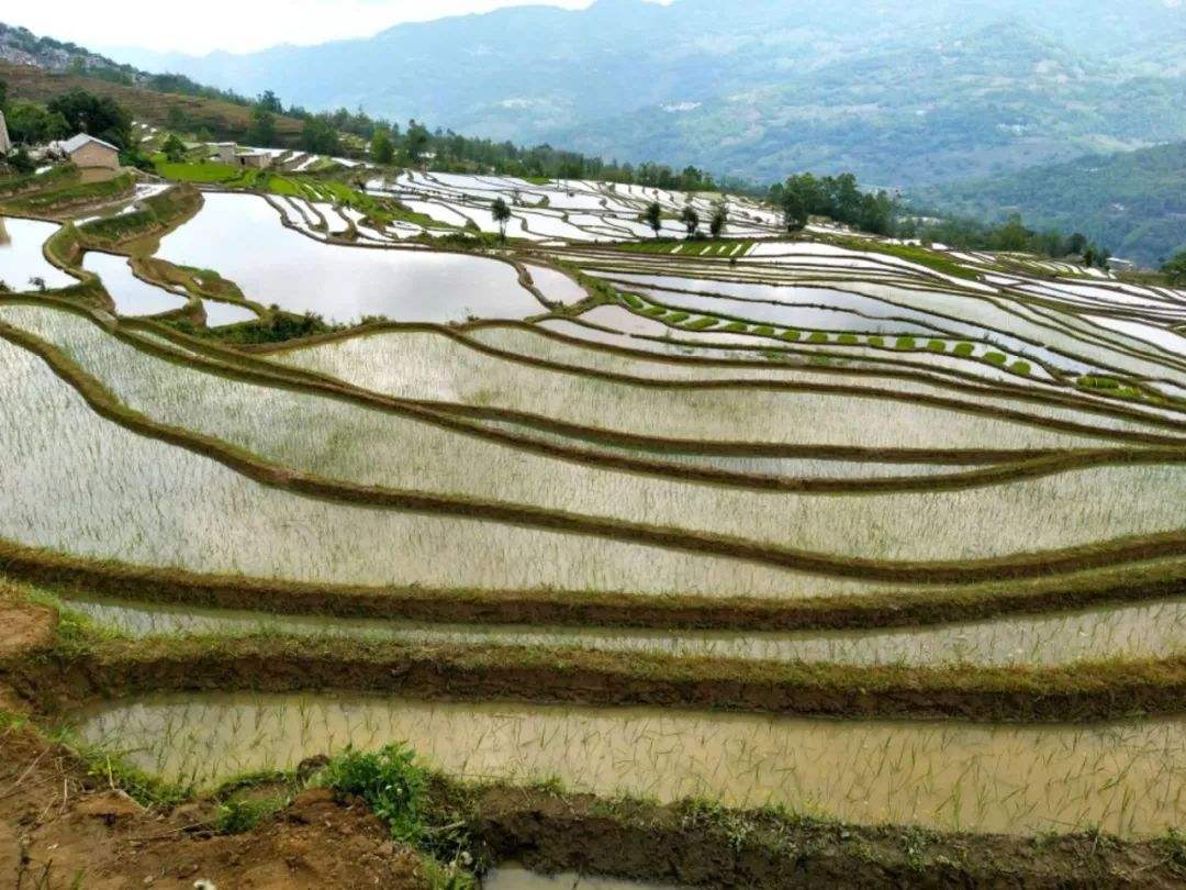 所以,一些低山丘陵的地方,也种上了粮食!