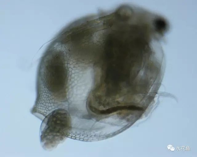 高清图谱上水体浮游生物浮游动物29种