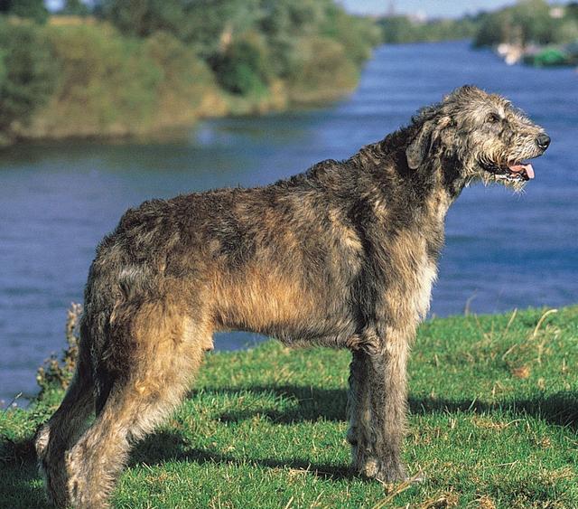 中國名犬入圍全球4大獵犬榜單其中它把狼當成玩物虐狼成癮