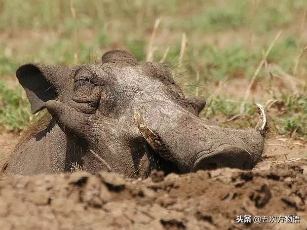 豬科動物知多少_野豬