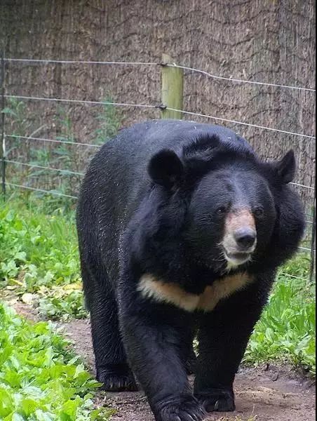 春節福利諸仙洞動物園門票6折優惠還有機會免費遊玩