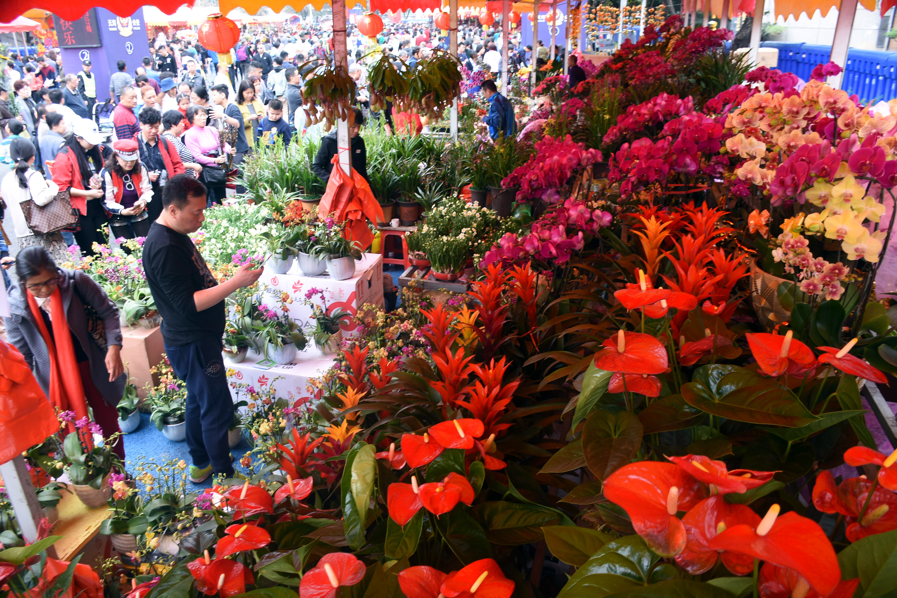 春节看花市图片