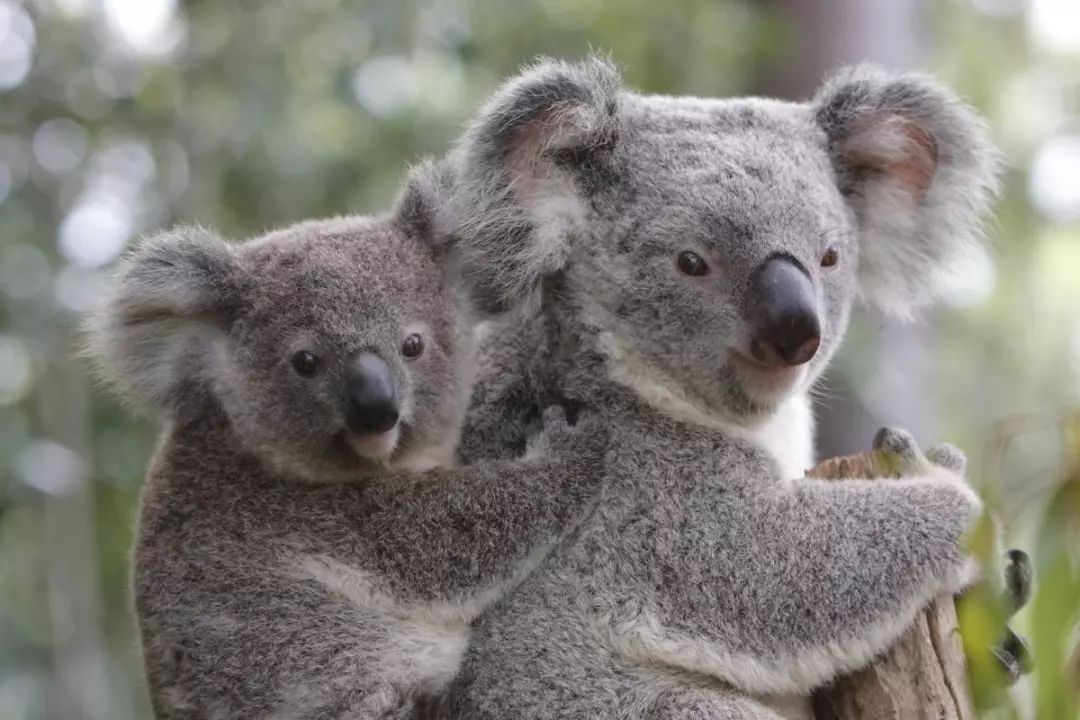 38树袋熊英文名:koala bear别称:考拉,无尾熊身长:70～80cm体重:5