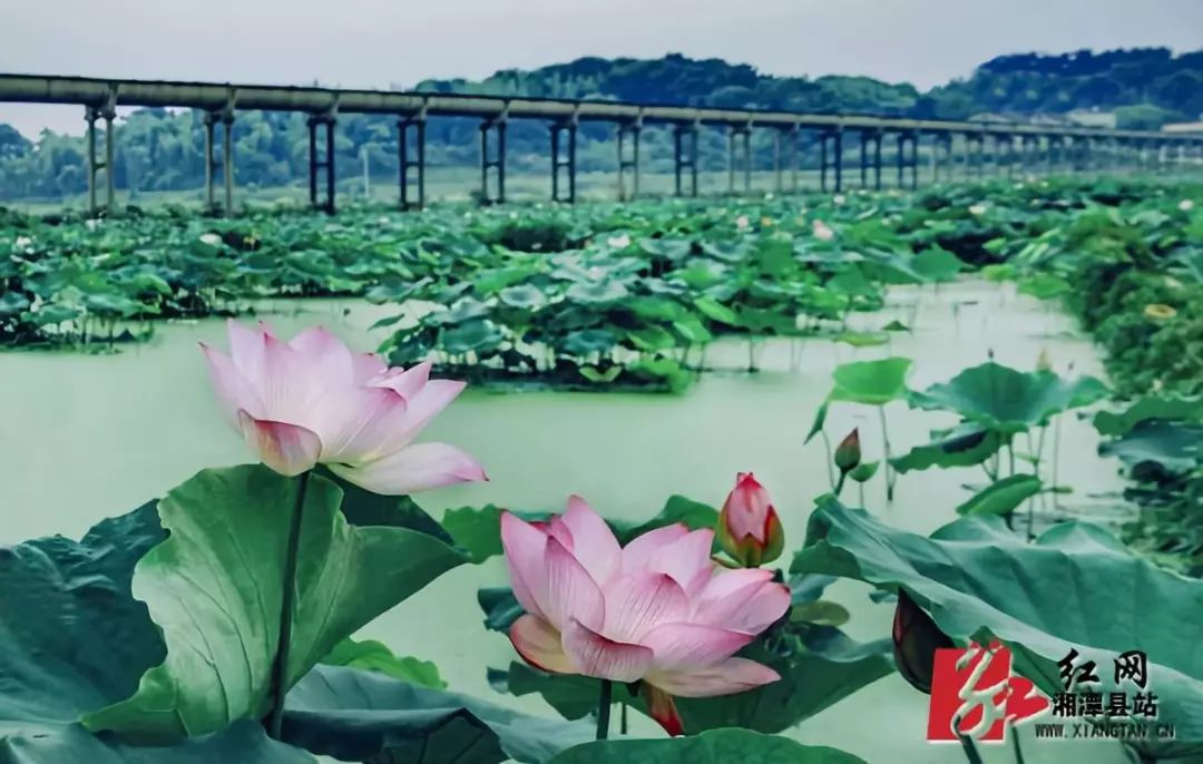 "醉美湘镇—花石"荷"您有约