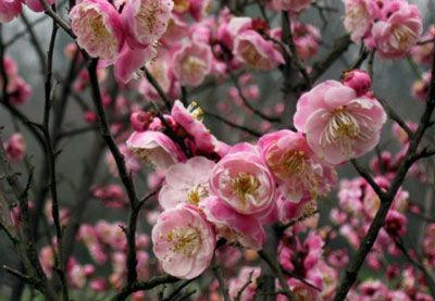 花期:目前早花品种已开花,盛花期在2月-3月品种:粉红朱砂,小红朱砂,银