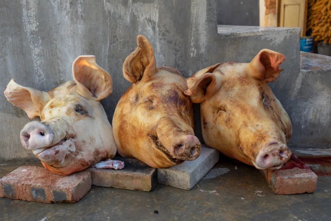 乌克兰杀猪表情包图片