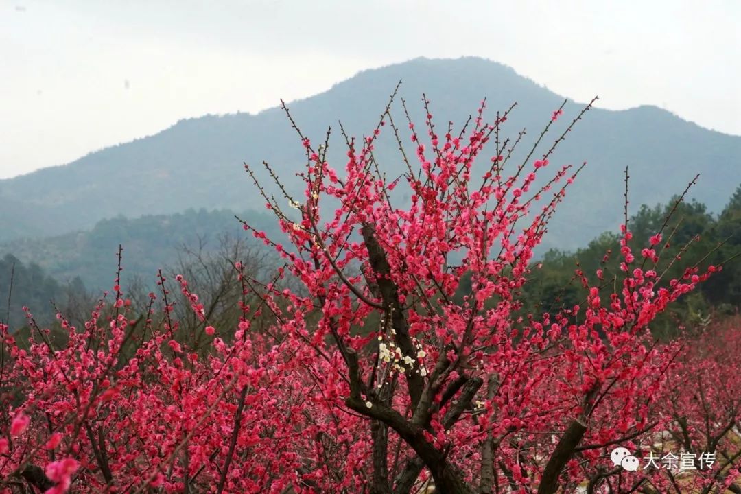 江西大余梅花大观园图片