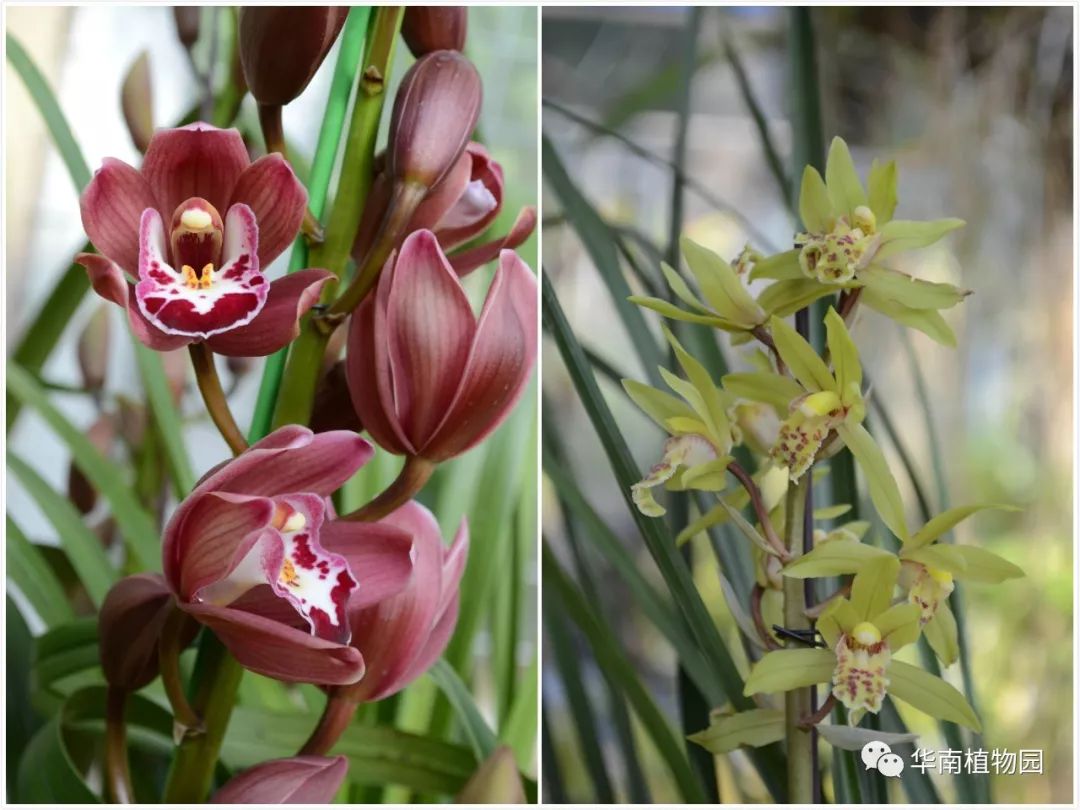 倚兰之香矣——春节到华南植物园兰园探春光