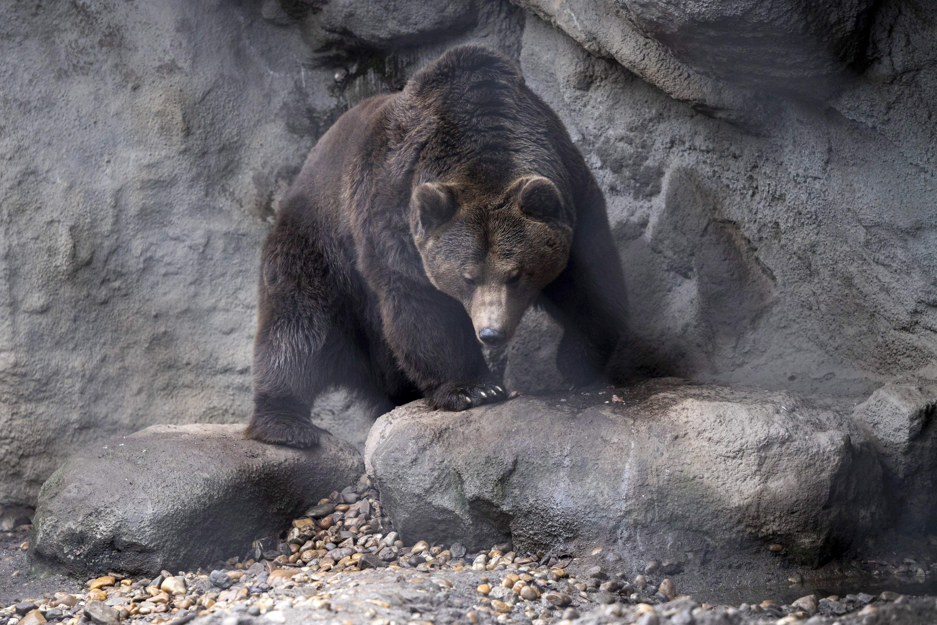 亚平宁棕熊图片