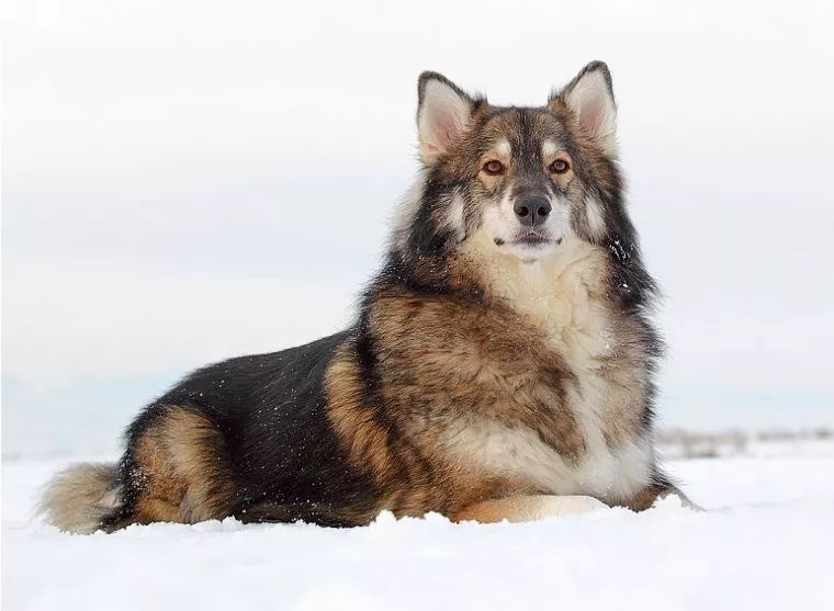 这货是什么犬?