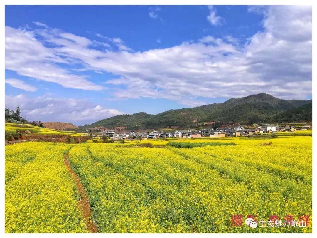 "梁子一路情扎实唻果嗦 峨山县2019年开新街暨油菜花文化旅游节隆重