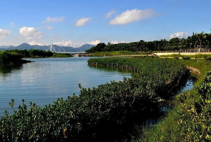 深圳有這麼多免費重點溼地公園,夠你任性過春節!